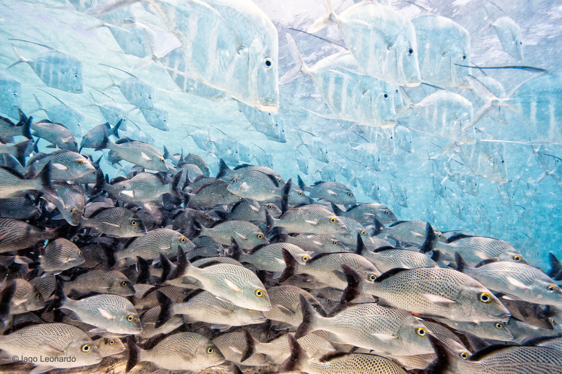 Illustration for article titled Sneak a Peek at the Year's Best Wildlife Photography